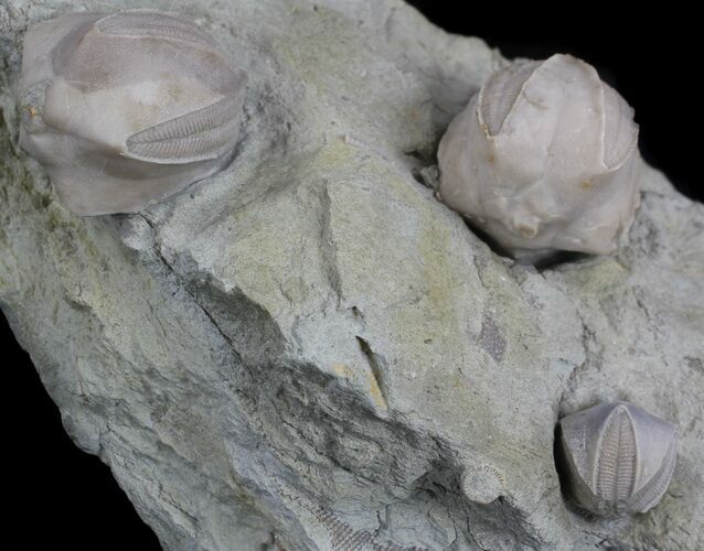 Blastoid (Pentremites) Fossils - Illinois #36022